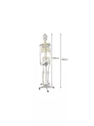 Emberi csontváz - 170cm magas Malatec 22583, anatómiai modell, iskolai Tartásjavító heveder, oktatási eszköz, orvosi modellezés