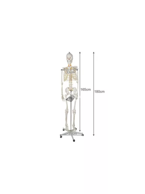 Emberi csontváz - 170cm magas Malatec 22583, anatómiai modell, iskolai Tartásjavító heveder, oktatási eszköz, orvosi modellezés