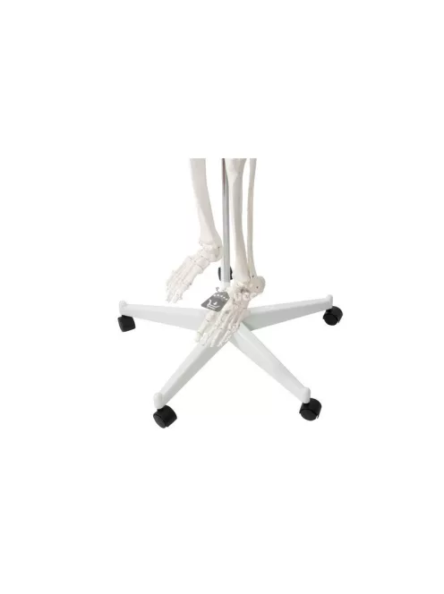 Emberi csontváz - 170cm magas Malatec 22583, anatómiai modell, iskolai Tartásjavító heveder, oktatási eszköz, orvosi modellezés