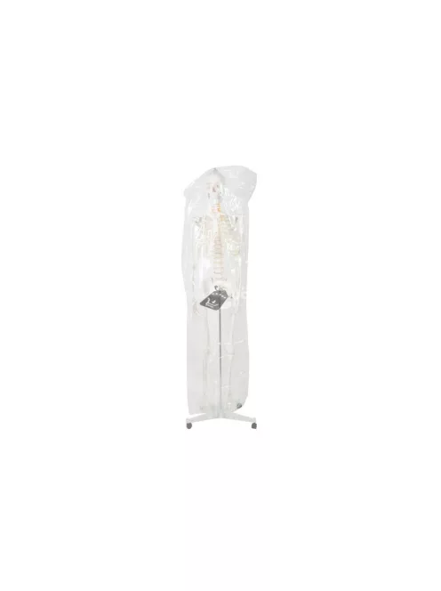 Emberi csontváz - 170cm magas Malatec 22583, anatómiai modell, iskolai Tartásjavító heveder, oktatási eszköz, orvosi modellezés