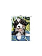 Számfestés 40x30cm - Kutyus 22780, festőkészlet, kreatív hobbi, művészeti alkotás, relaxáció, szórakozás, ajándék ötlet