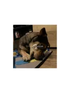 Kutyaszimatoló szőnyeg - Purlov 23066