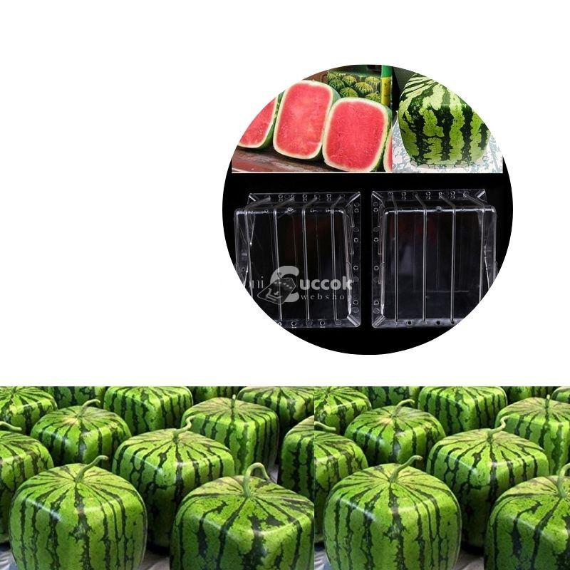 Kreatív görögdinnye-formázó kocka alakú
