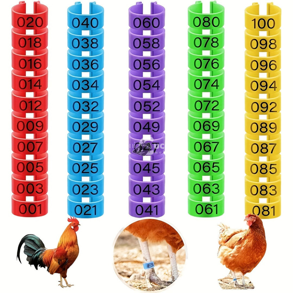 Image of 100 Darab Csirke Lábgyűrű 5 Színben